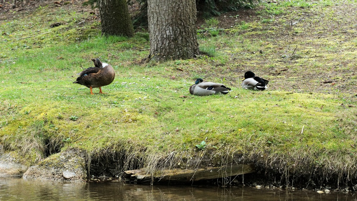 O Fotomagazin / Bluehendes Oesterreich 2016